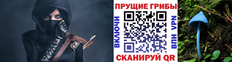где продают   Болгар  Псилоцибиновые грибы Psilocybine cubensis 